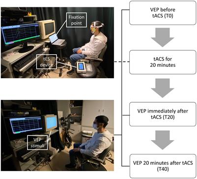 The effect of montages of transcranial alternating current stimulation on occipital responses—a sham-controlled pilot study